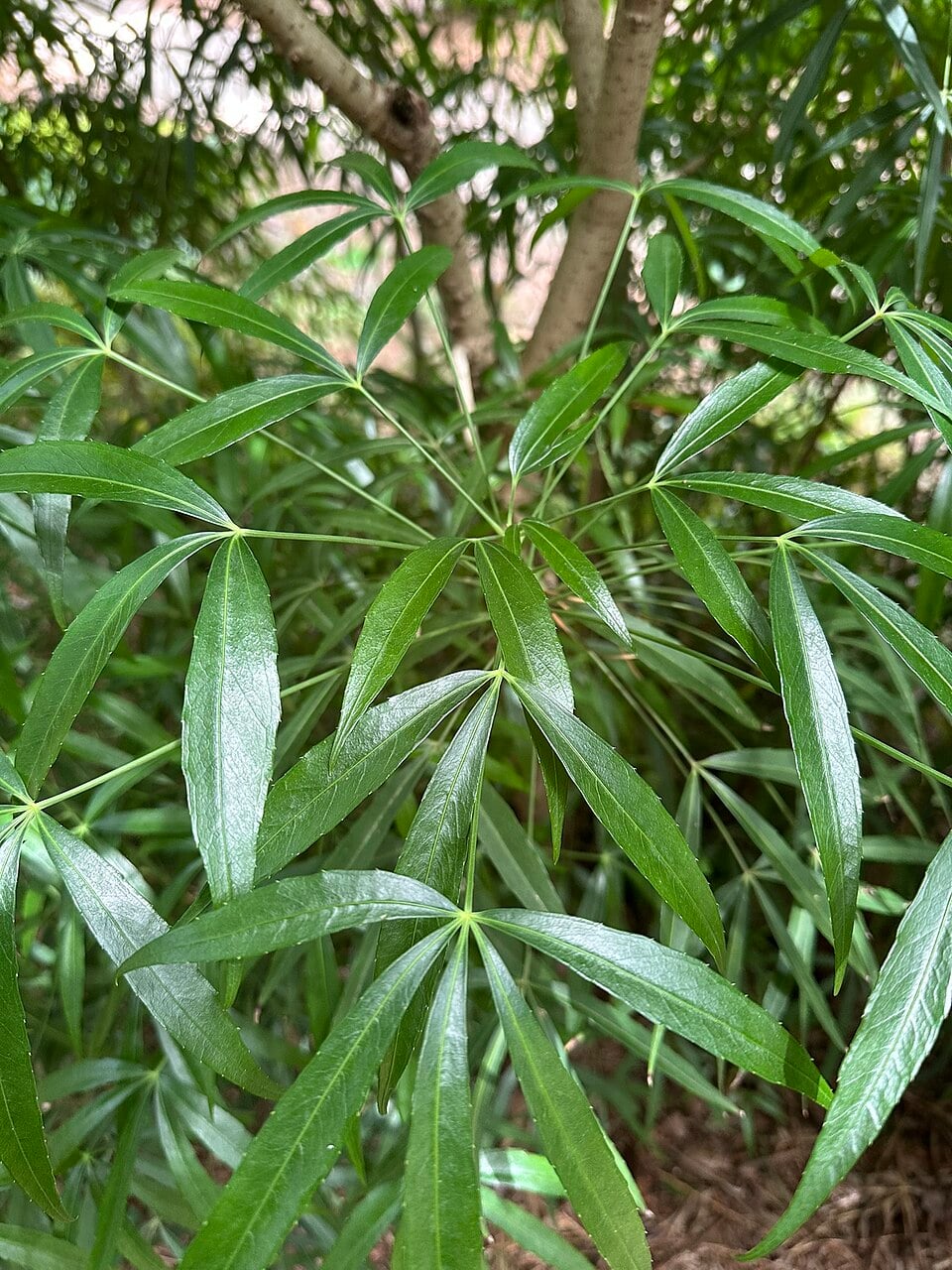 Metapanax delavayi