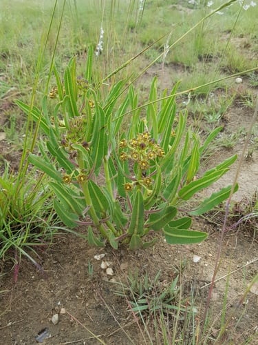 Metastelma costatum — photo