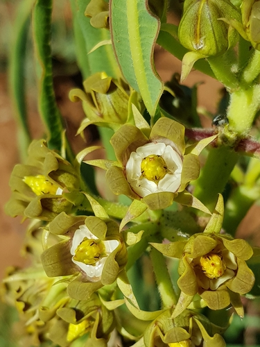 Metastelma costatum