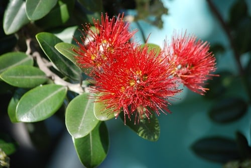 Metrosideros excelsa