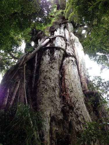 Metrosideros robusta (Northern rata) — photo