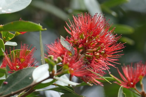 Metrosideros robusta