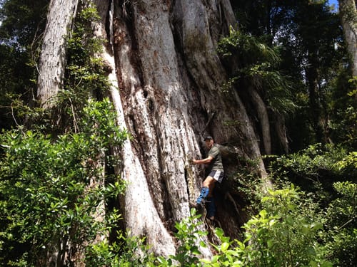 Metrosideros robusta (Northern rata) — photo