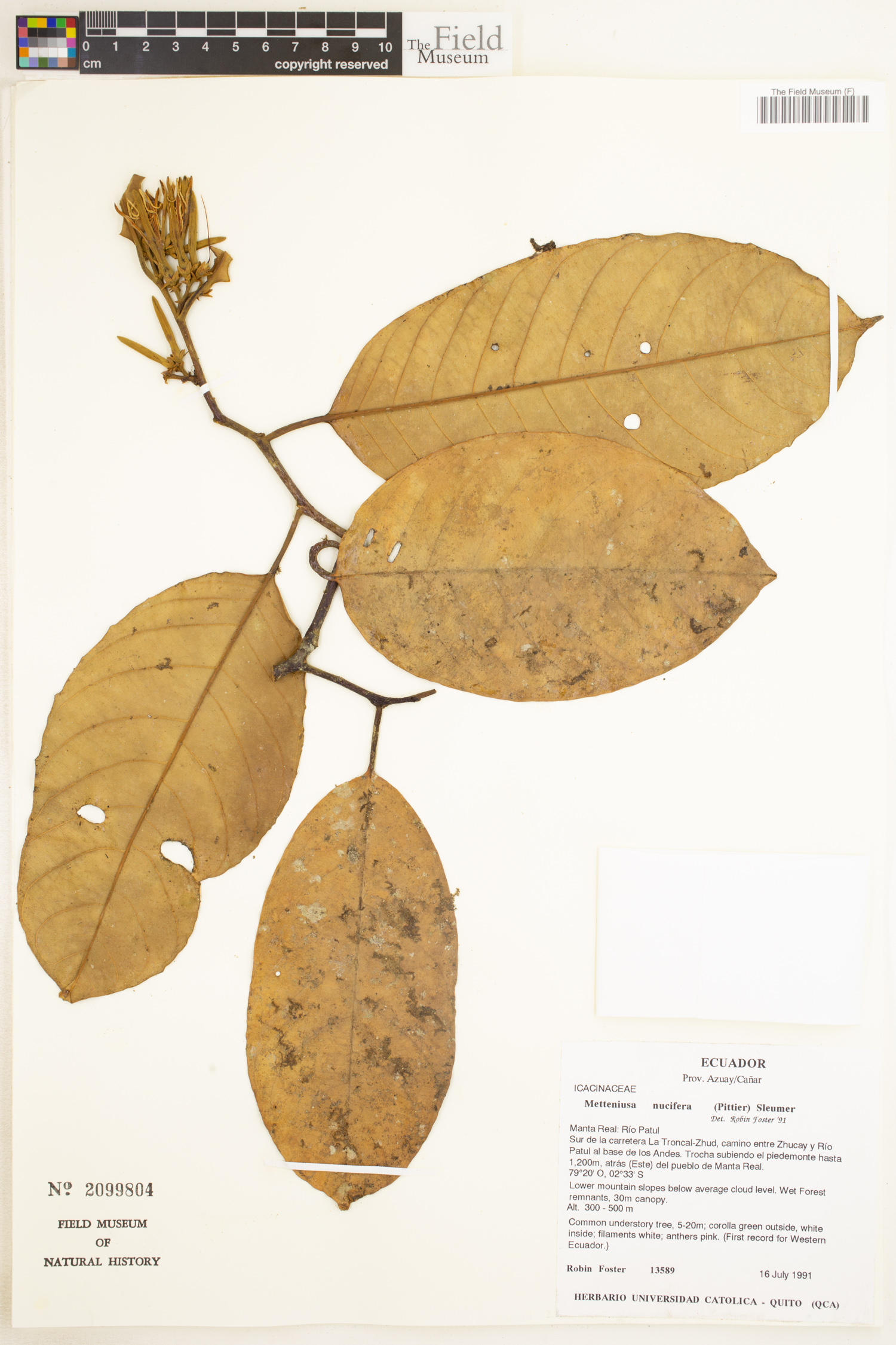 Metteniusa nucifera — photo