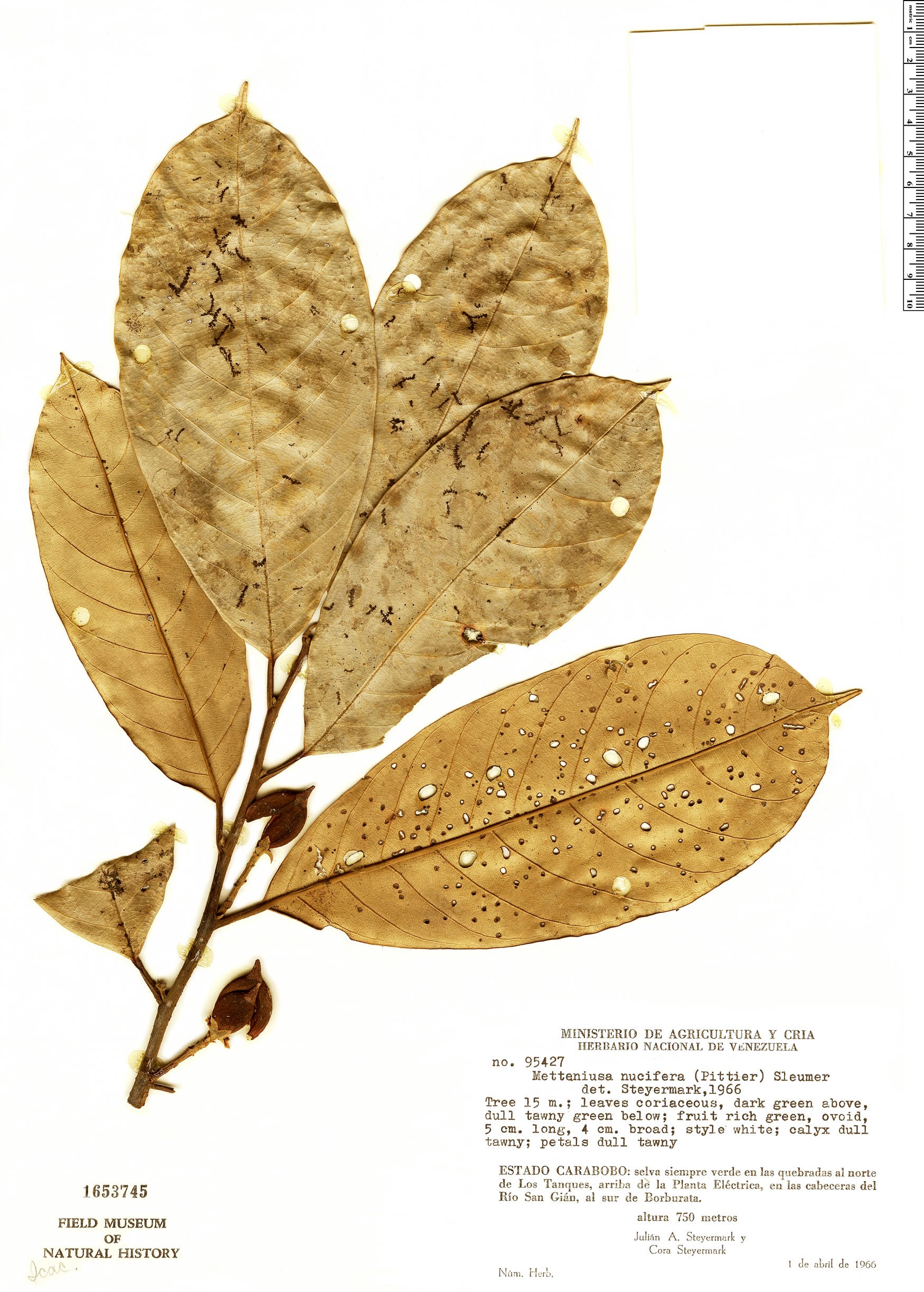 Metteniusa nucifera — photo