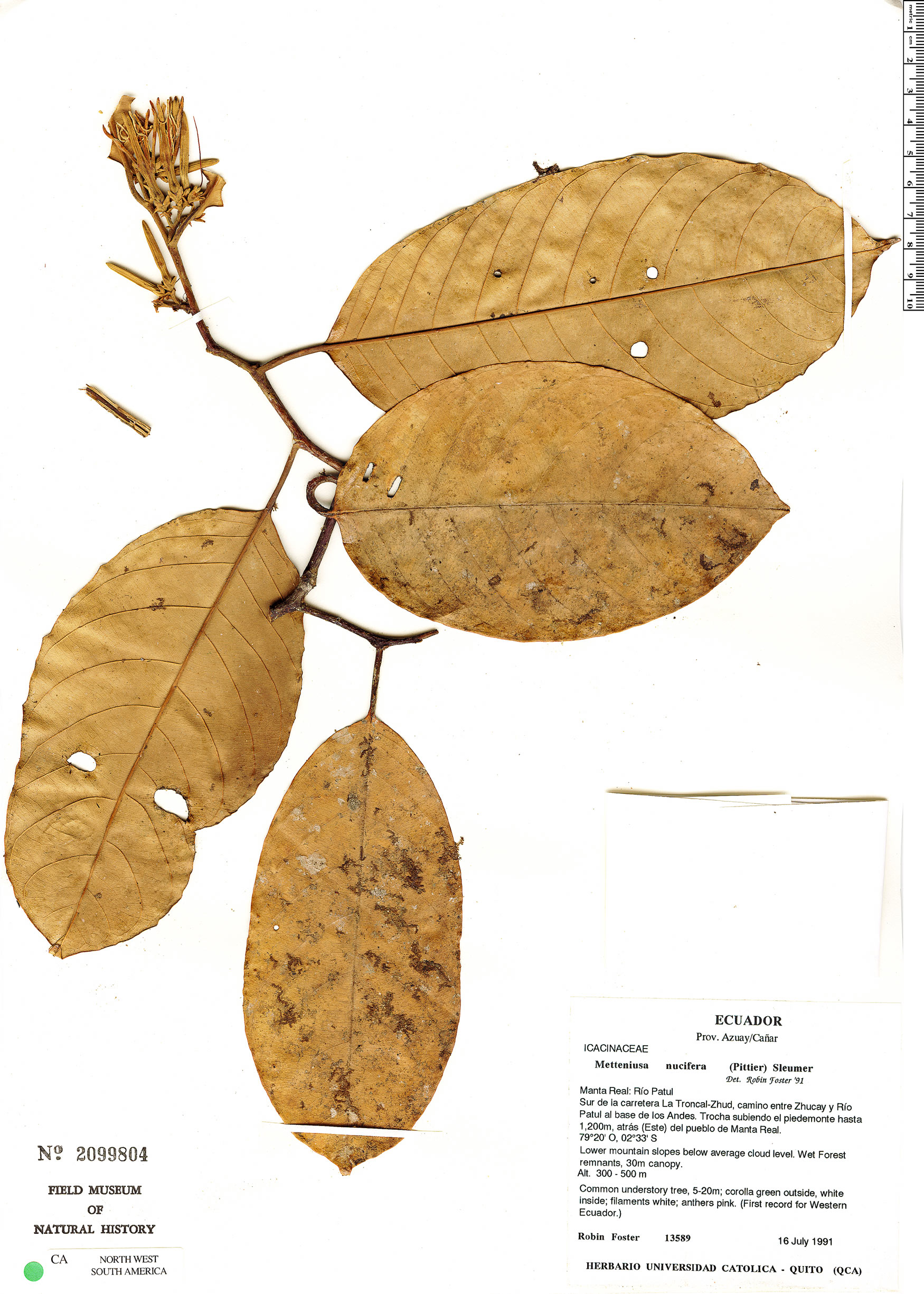 Mettenuisaceae