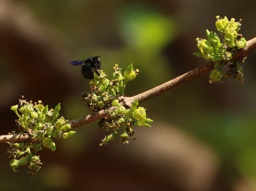 Meyna laxiflora — photo