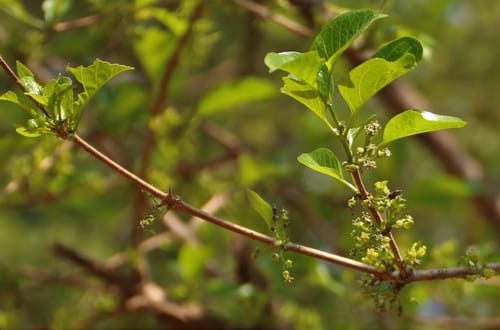 Meyna laxiflora — photo