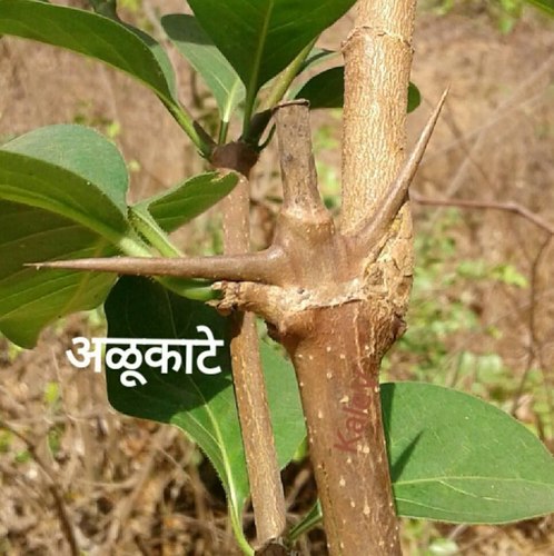Meyna laxiflora