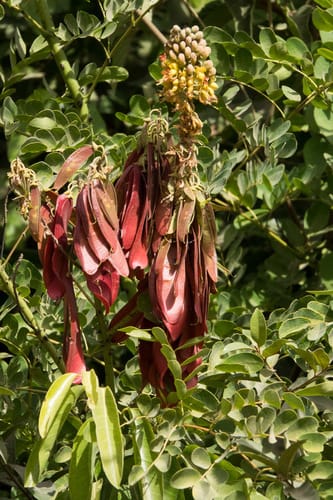 Mezoneuron benthamianum (Tiger's claw) — photo