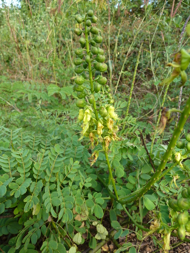 Mezoneuron benthamianum
