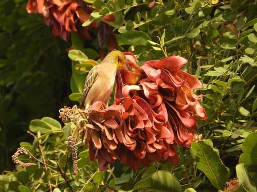 Mezoneuron benthamianum (Tiger's claw) — photo