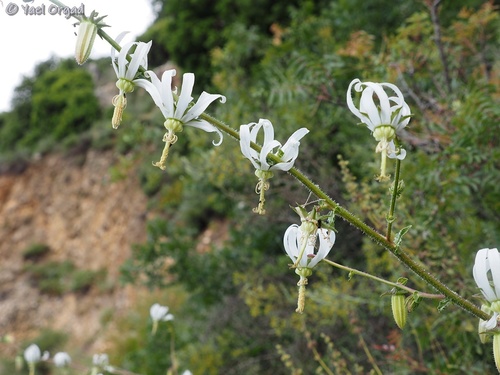 Michauxia campanuloides — photo