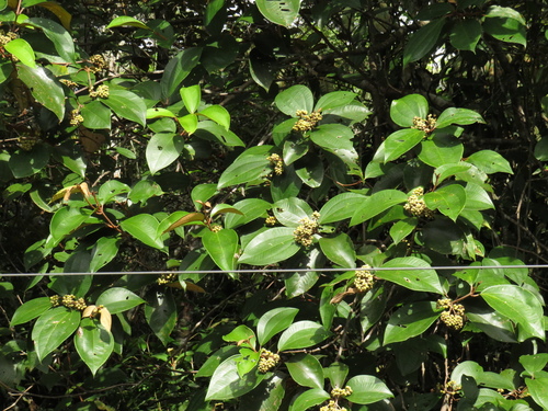 Miconia abbreviata (Shortened maya) — photo