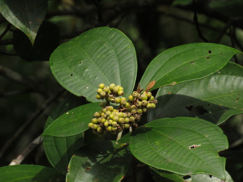 Miconia abbreviata (Shortened maya) — photo