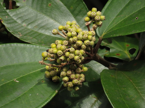 Miconia abbreviata
