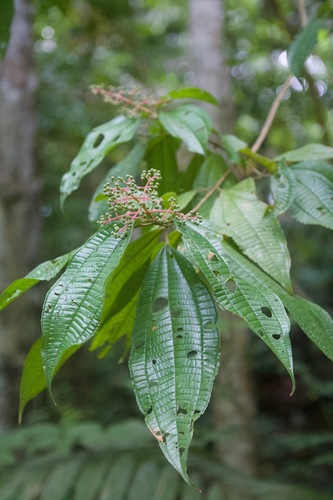Miconia affinis (Small fruit maya) — photo