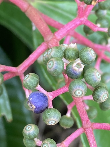 Miconia affinis (Small fruit maya) — photo