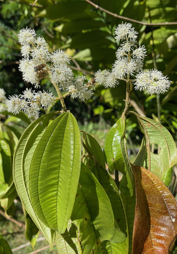 Miconia affinis