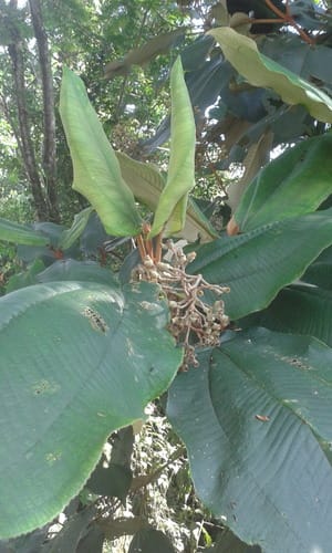 Miconia amazonica (Amazonia maya) — photo