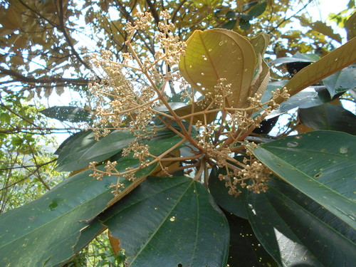 Miconia argentea (White maya tree) — photo