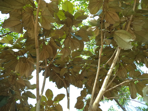Miconia argentea (White maya tree) — photo