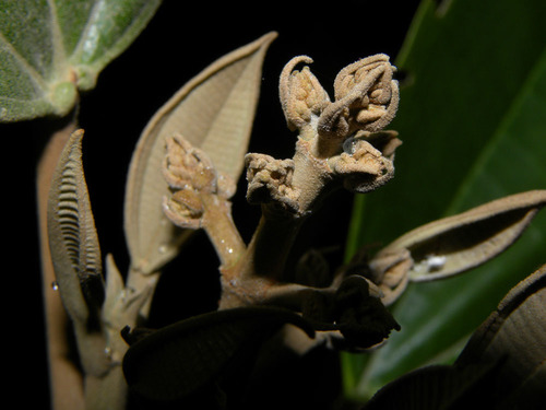 Miconia argentea