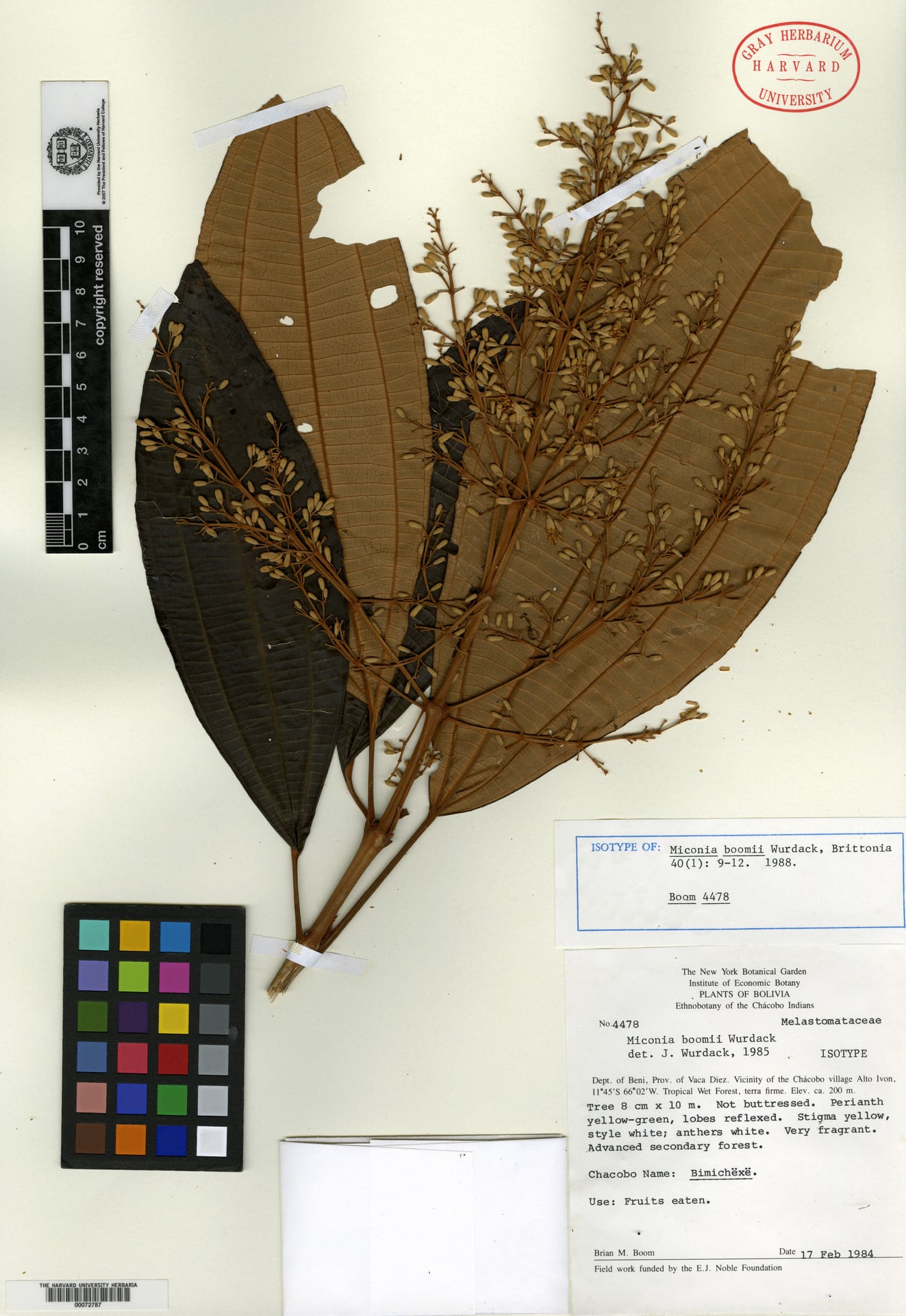 Miconia boomii (Boom maya) — photo
