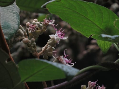 Miconia bubalina (Vattle maya) — photo