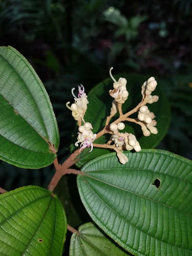 Miconia bubalina