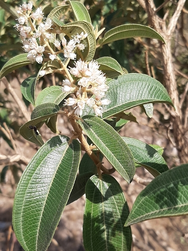 Miconia burchellii