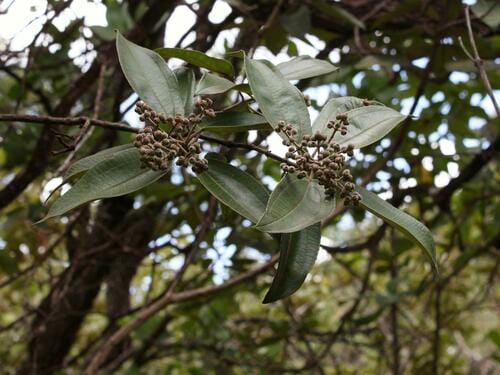 Miconia burchellii — photo