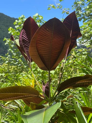 Miconia calvescens (Velvet tree) — photo