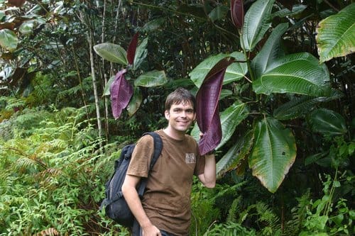 Miconia calvescens (Velvet tree) — photo