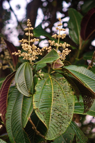 Miconia calvescens