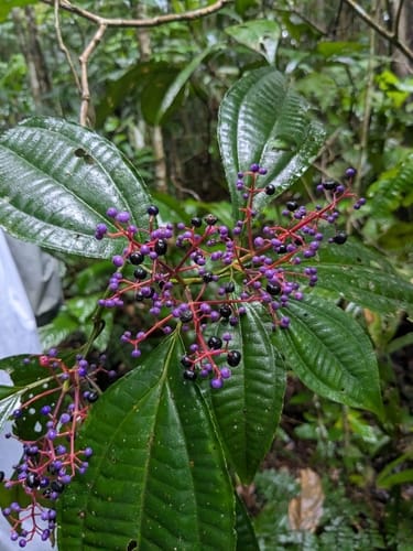 Miconia centrodesma (Spurred maya) — photo