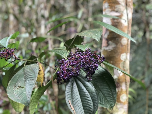 Miconia centrodesma