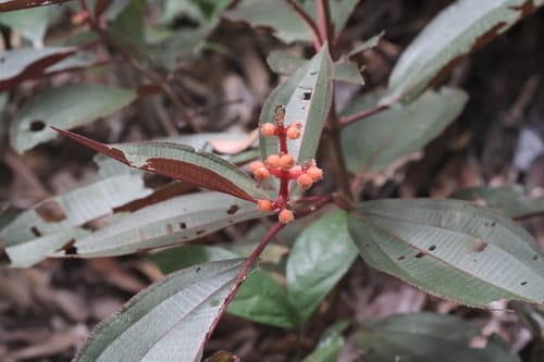 Miconia ceramicarpa — photo
