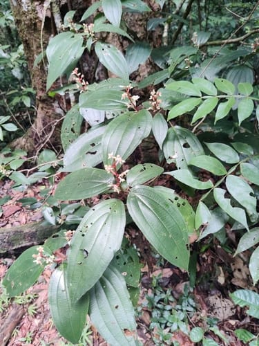 Miconia ceramicarpa — photo