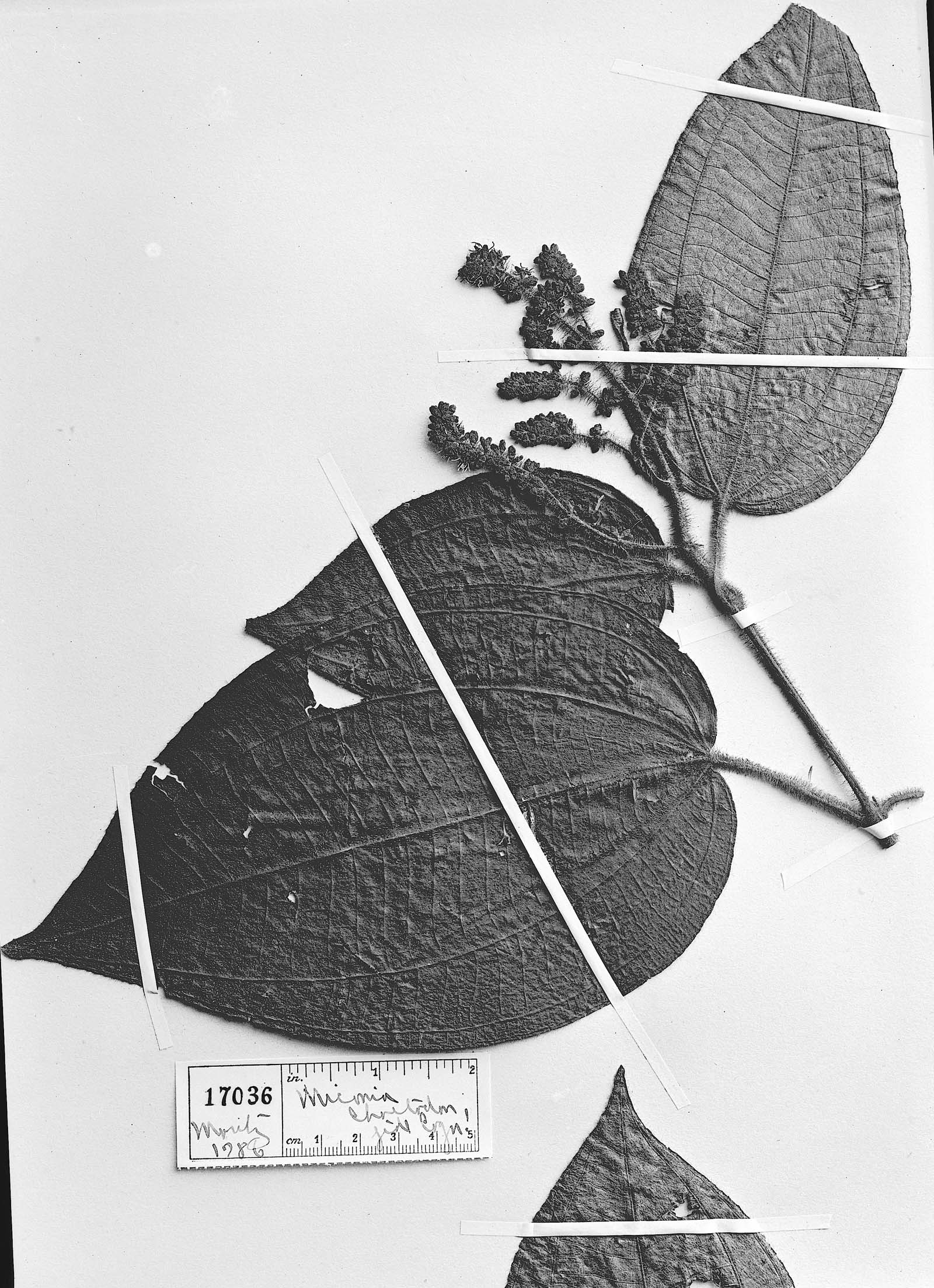 Miconia chaetodon