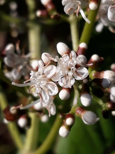 Miconia chamissois (Pixirica-acu) — photo