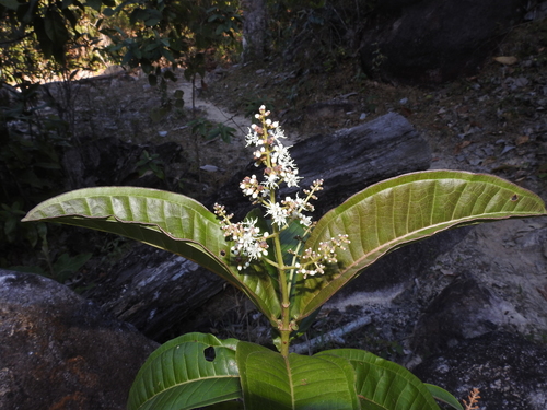 Miconia chamissois (Pixirica-acu) — photo