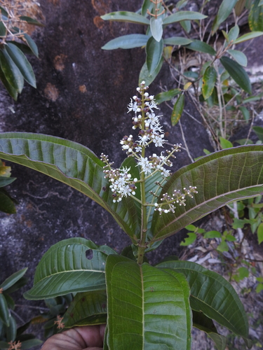 Miconia chamissois