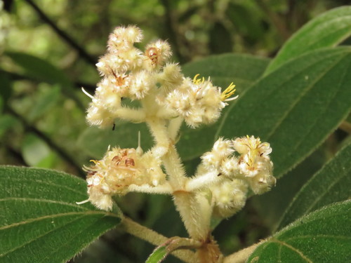 Miconia chinantlana
