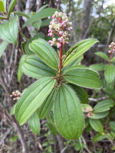 Miconia ciliata (Ciliate maya) — photo
