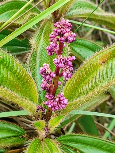 Miconia ciliata (Ciliate maya) — photo