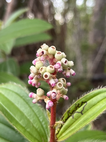 Miconia ciliata