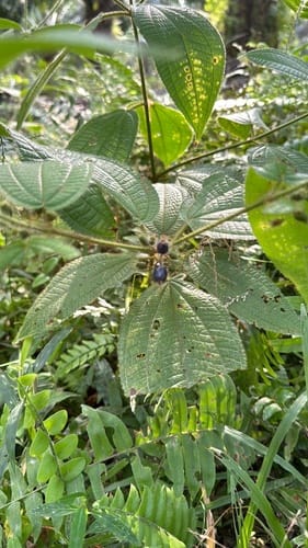 Miconia crenata — photo