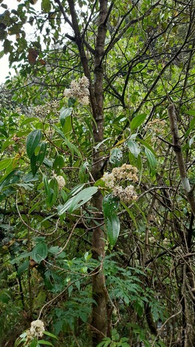 Miconia crocea (Colquilla) — photo