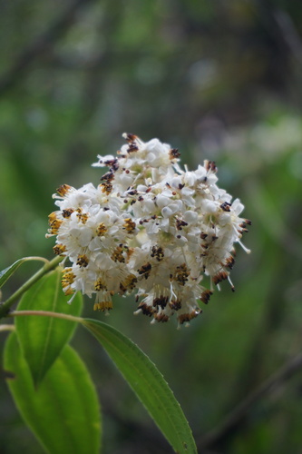 Miconia crocea (Colquilla) — photo